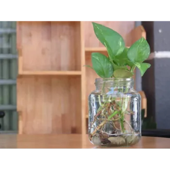 Growth Money Plant